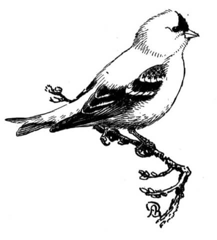 Eastern Goldfinch From Goldfinch Coloring Page